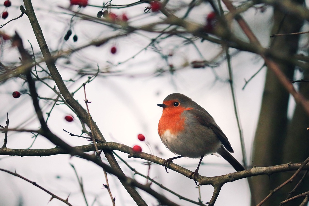 Bird, Winter, Tree, Nature
